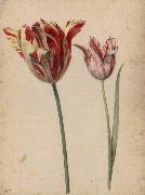 Georg Flegel Two Tulips oil painting artist